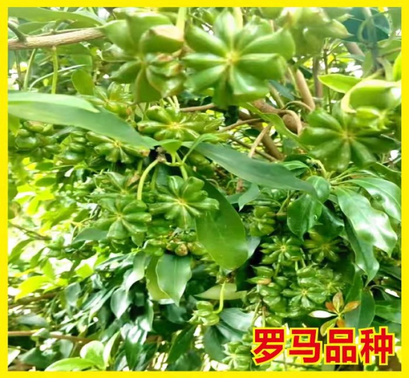 大红八角嫁接苗，品种有罗马，东荣，二扭果，直生苗量大从优