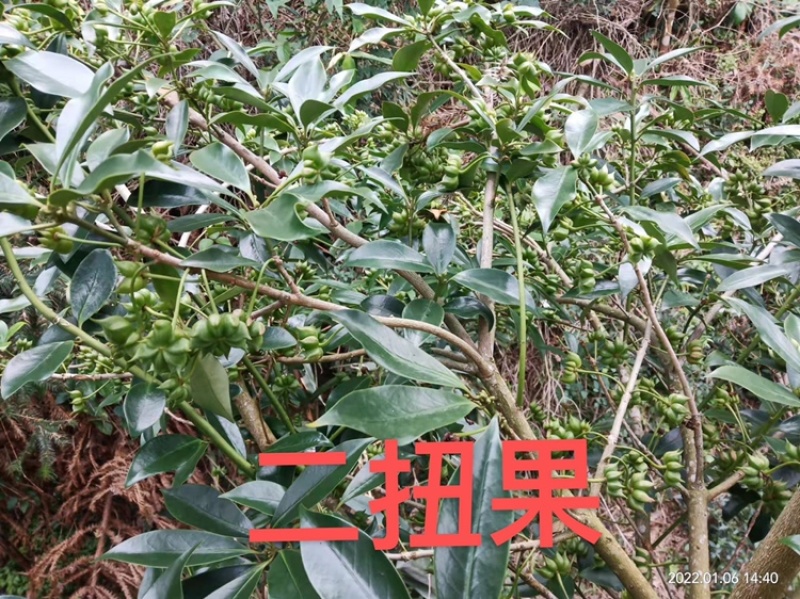 大红八角嫁接苗，品种有罗马，东荣，二扭果，直生苗量大从优
