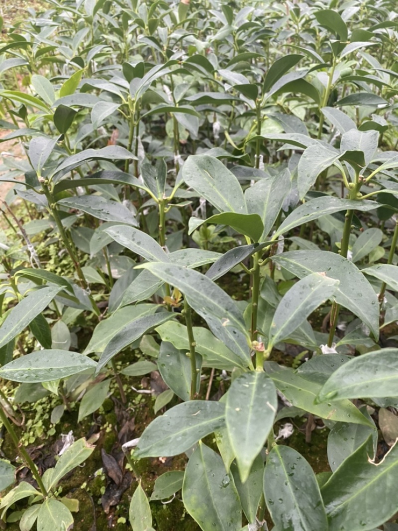 大红八角嫁接苗，品种有罗马，东荣，二扭果，直生苗量大从优