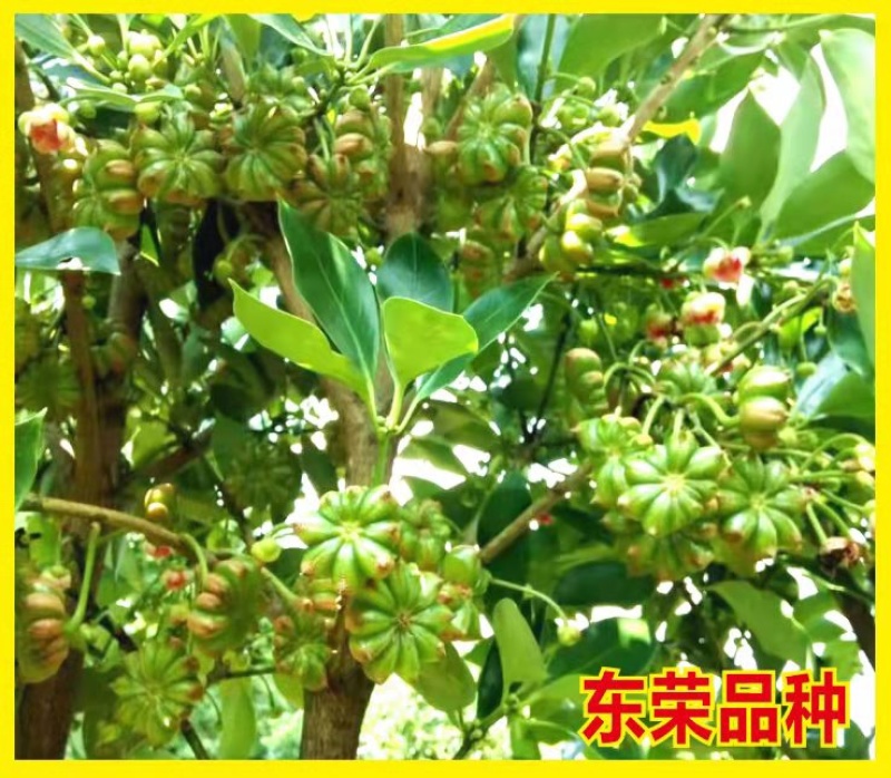 大红八角嫁接苗，品种有罗马，东荣，二扭果，直生苗量大从优