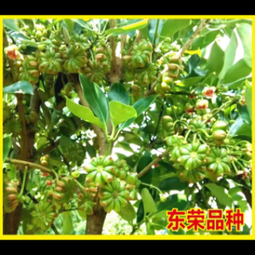 大红八角嫁接苗，品种有罗马，东荣，二扭果，直生苗量大从优