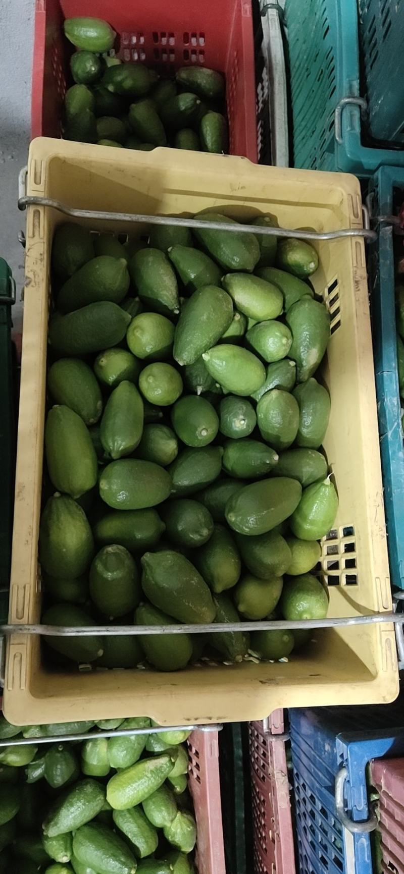 【一件代发可批发】云南海南香水柠檬无籽皮薄奶茶店专用