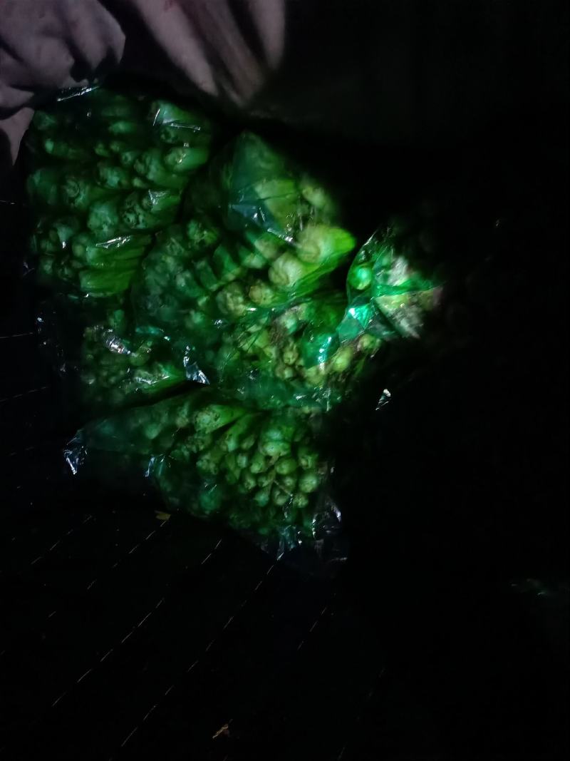 芹菜