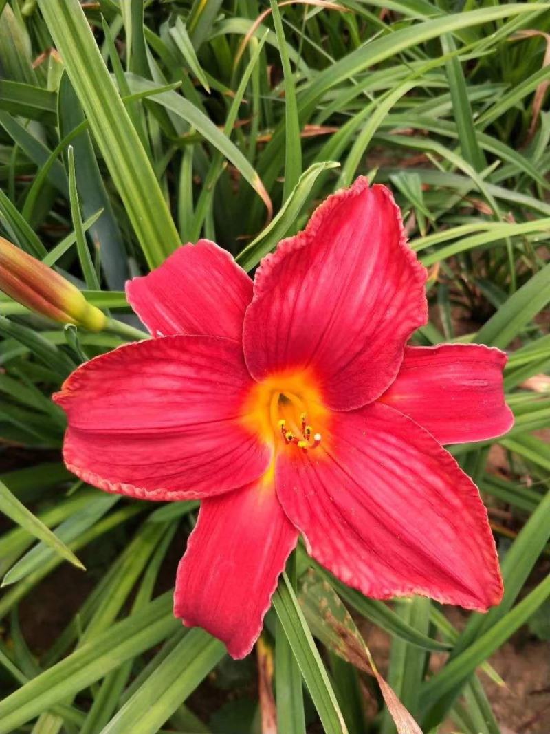 黄花苗产地直销精品黄花苗，精娃娃苗，星光大道苗，大花宣草