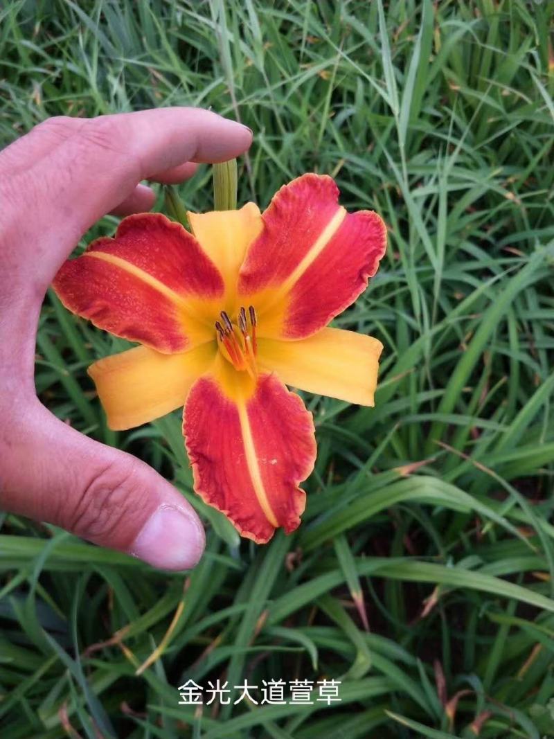 黄花苗产地直销精品黄花苗，精娃娃苗，星光大道苗，大花宣草