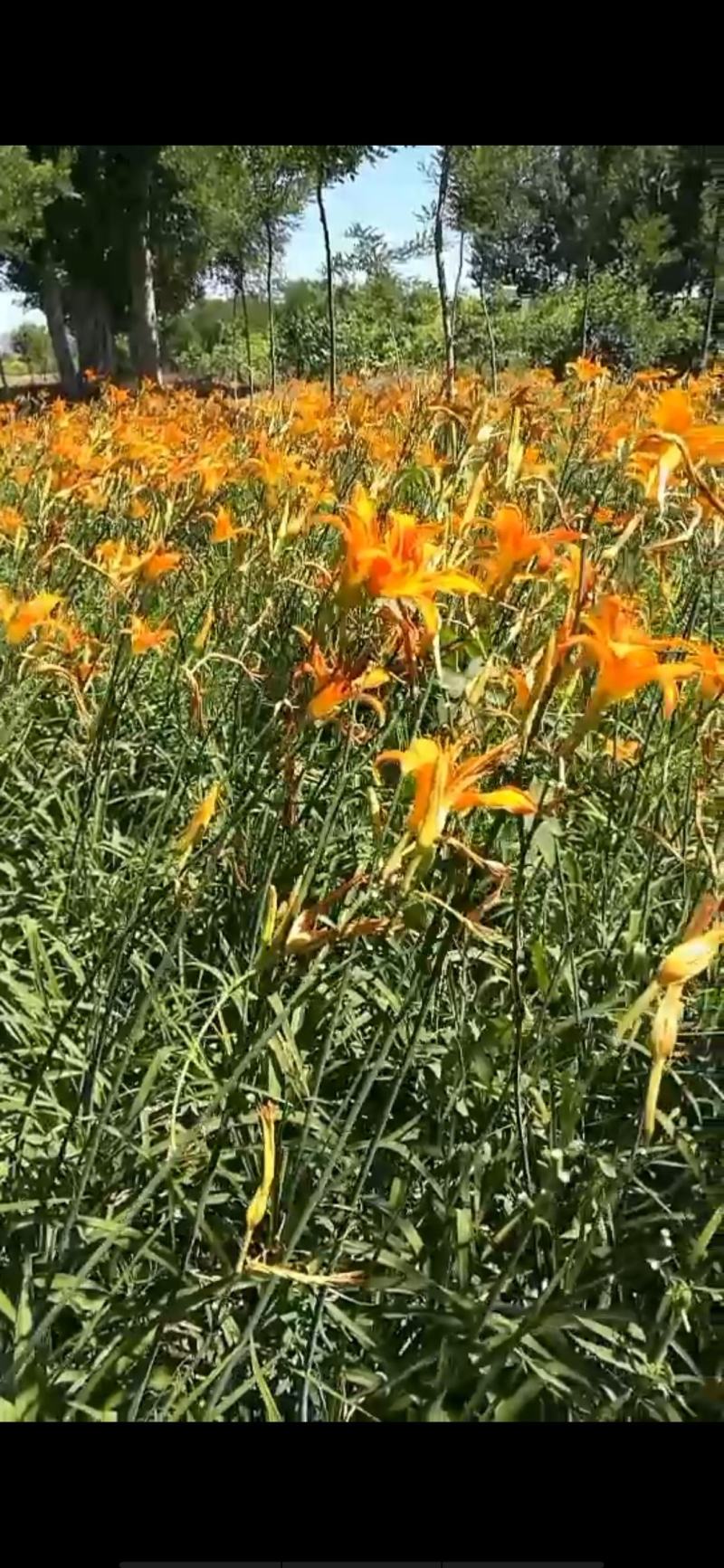 黄花苗产地直销精品黄花苗，精娃娃苗，星光大道苗，大花宣草