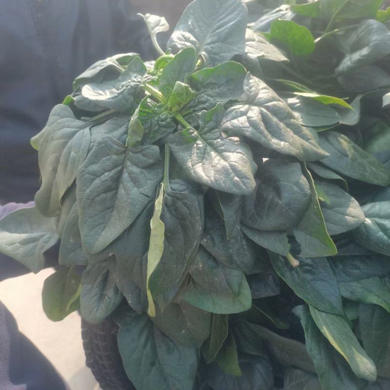 菠菜