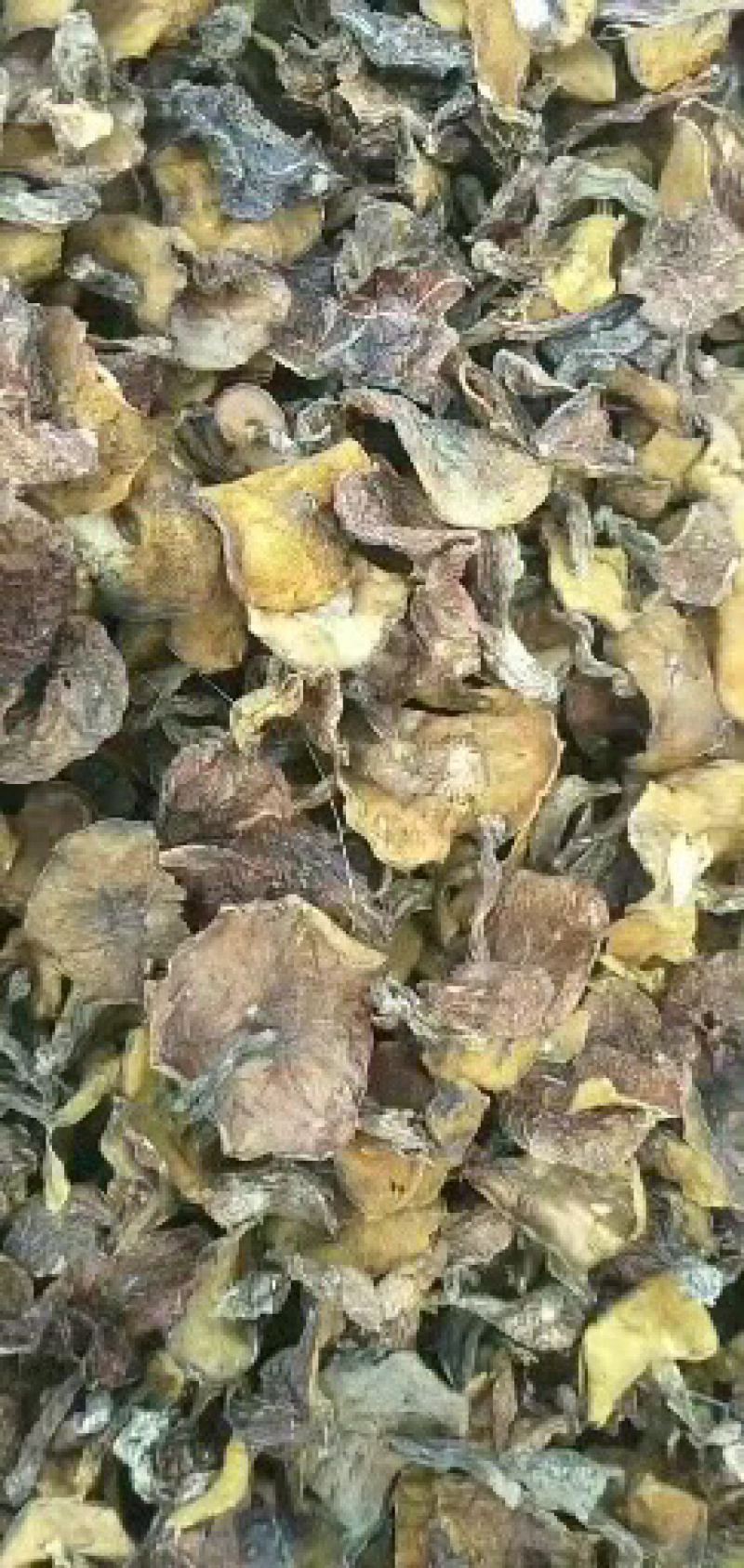 松蘑松蛾烤干敖汉产地批发干净无杂