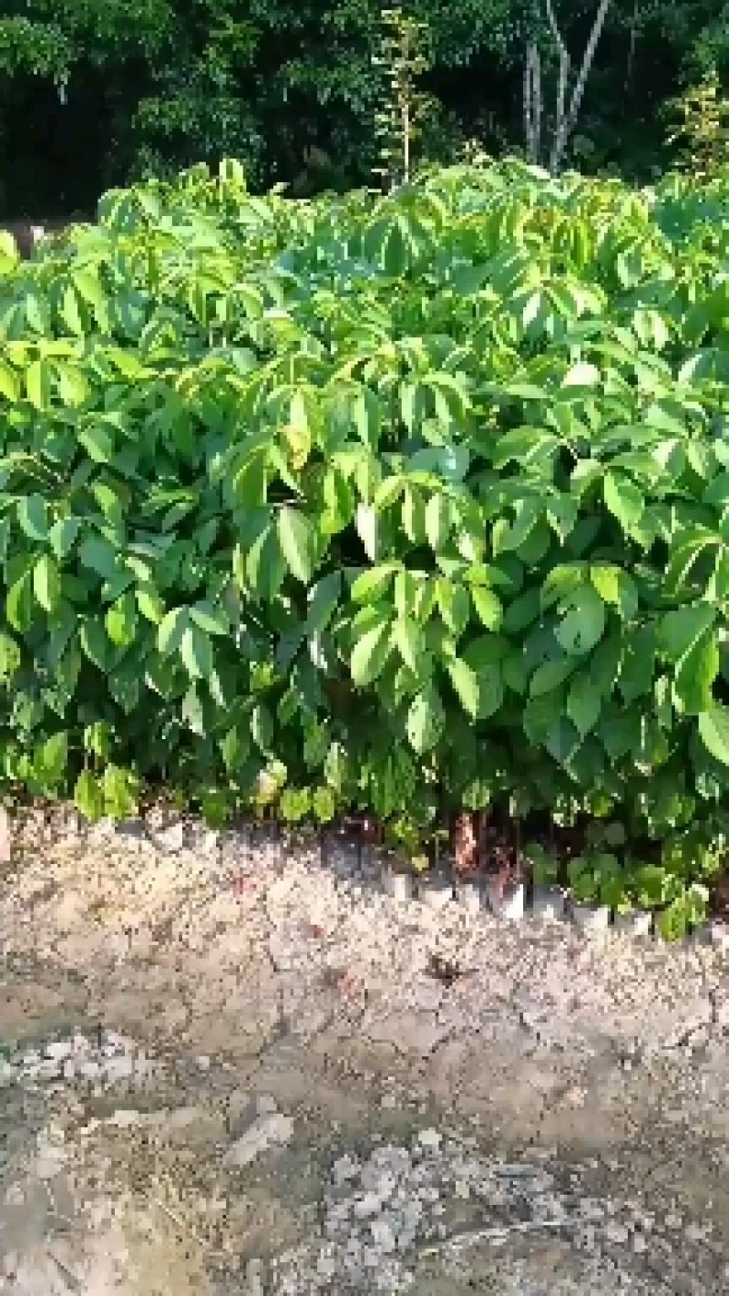 有大量靓货70至150公分高度的秋枫苗出售