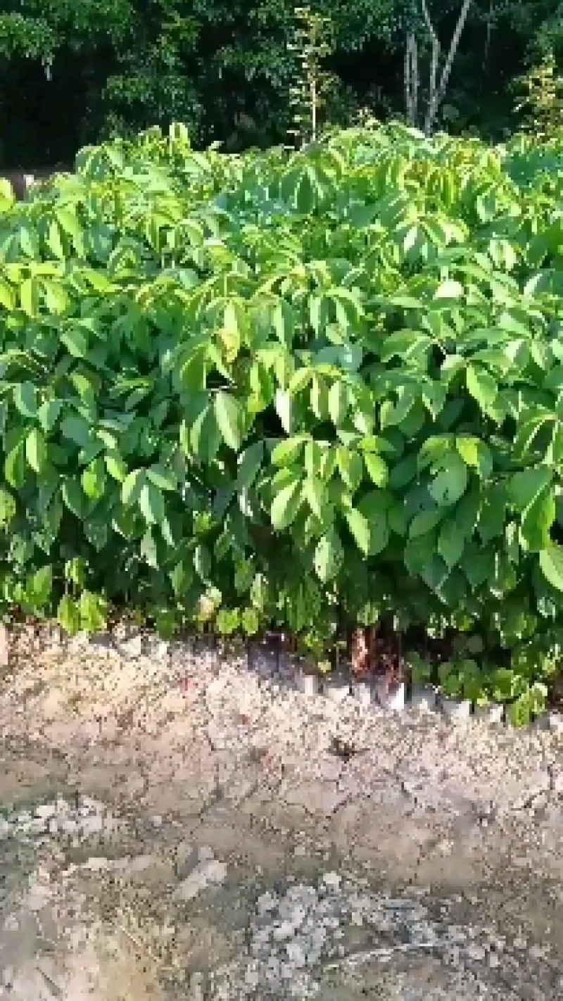 有大量靓货70至150公分高度的秋枫苗出售