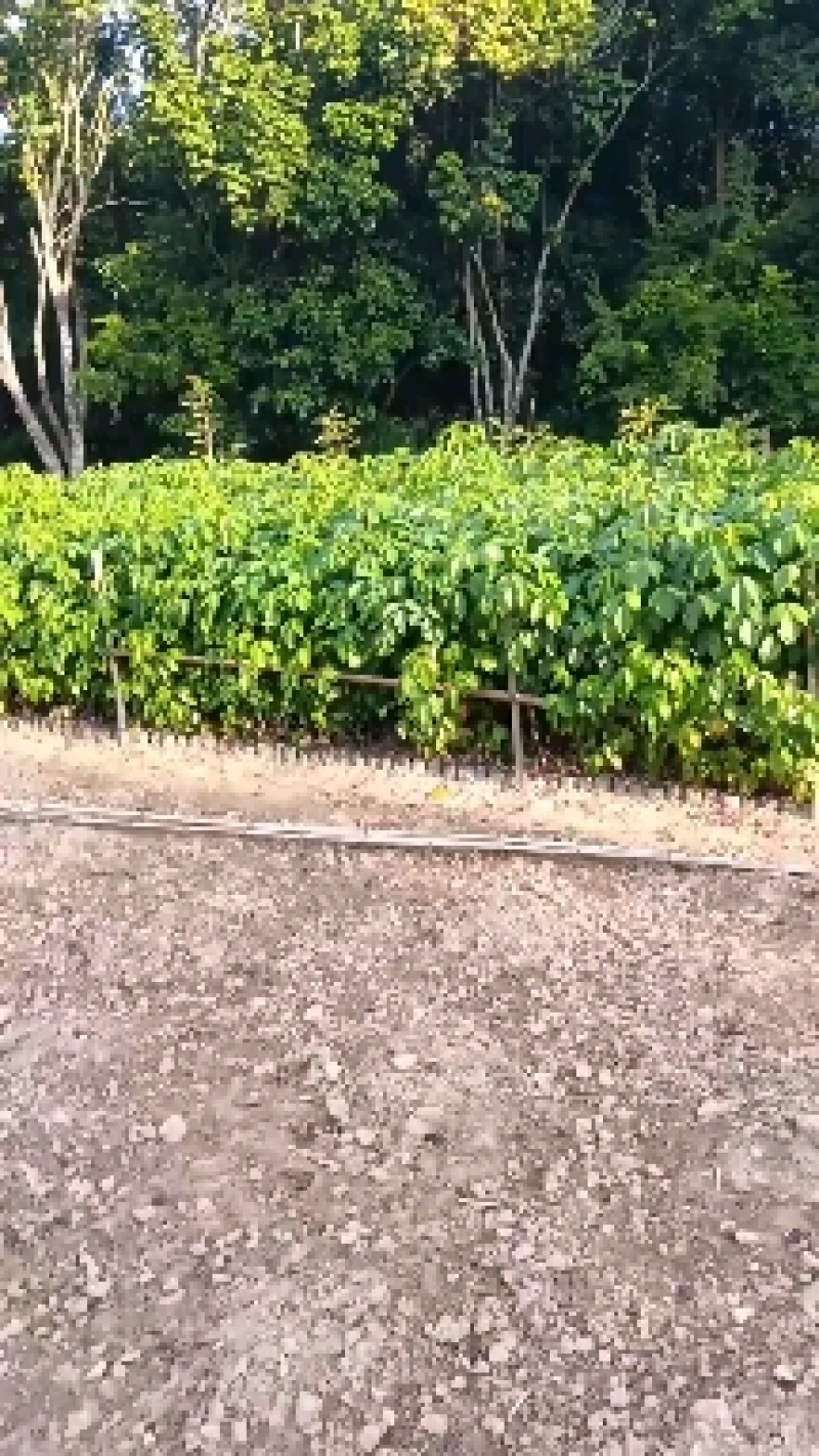 有大量靓货70至150公分高度的秋枫苗出售