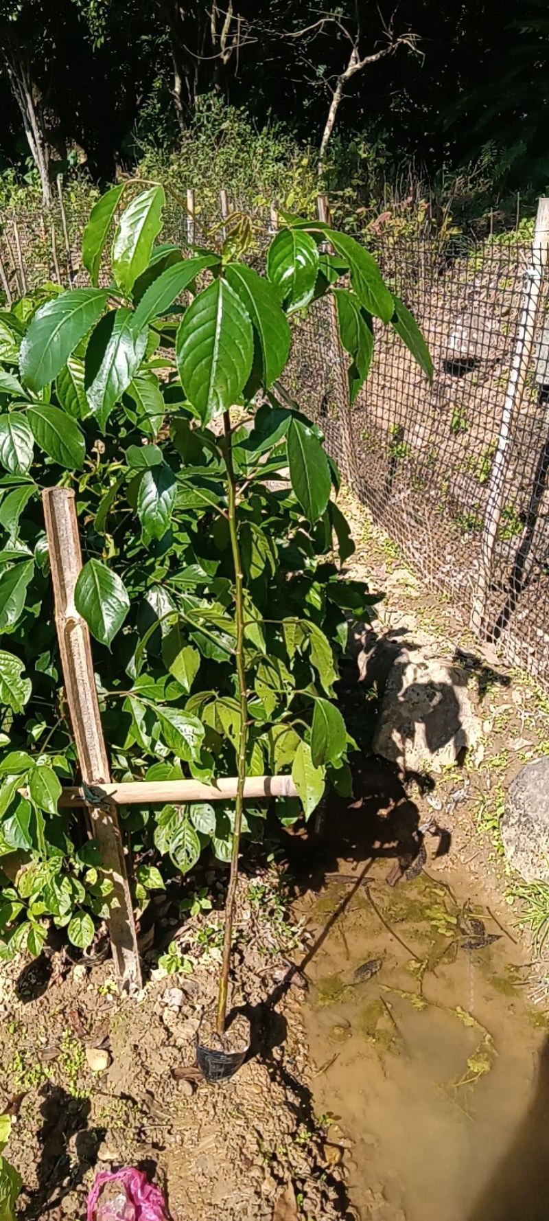 有大量靓货70至150公分高度的秋枫苗出售