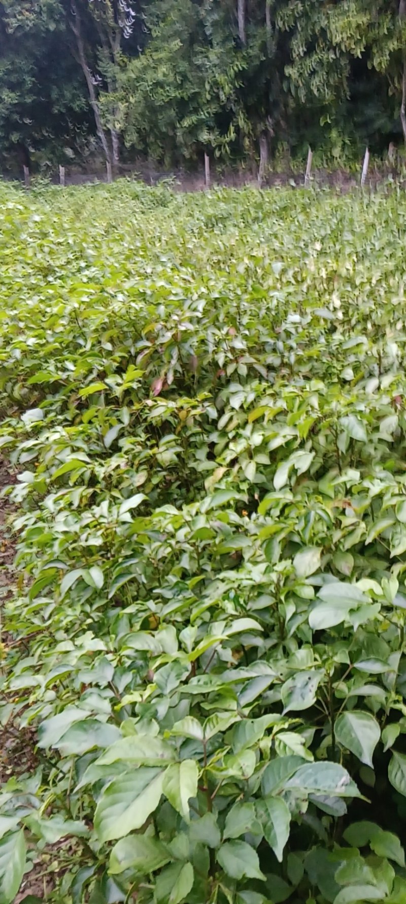有大量靓货70至150公分高度的秋枫苗出售