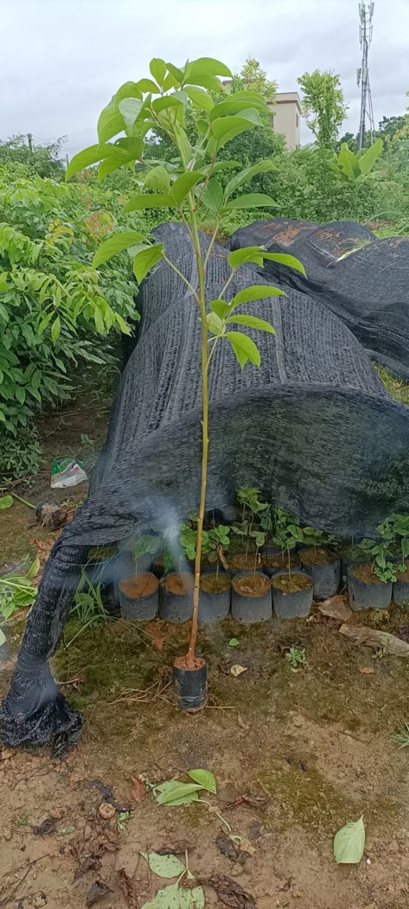 有大量靓货70至150公分高度的秋枫苗出售
