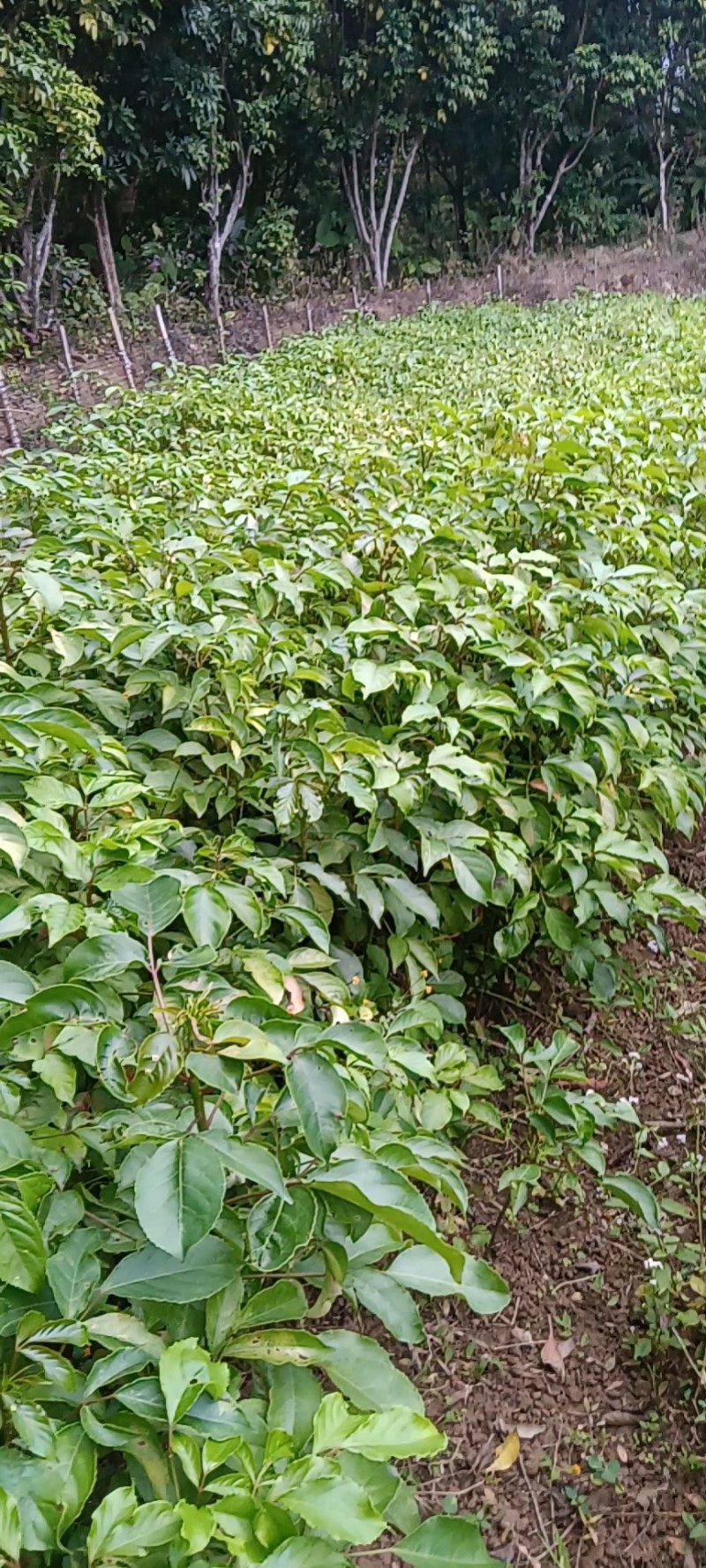 有大量靓货70至150公分高度的秋枫苗出售