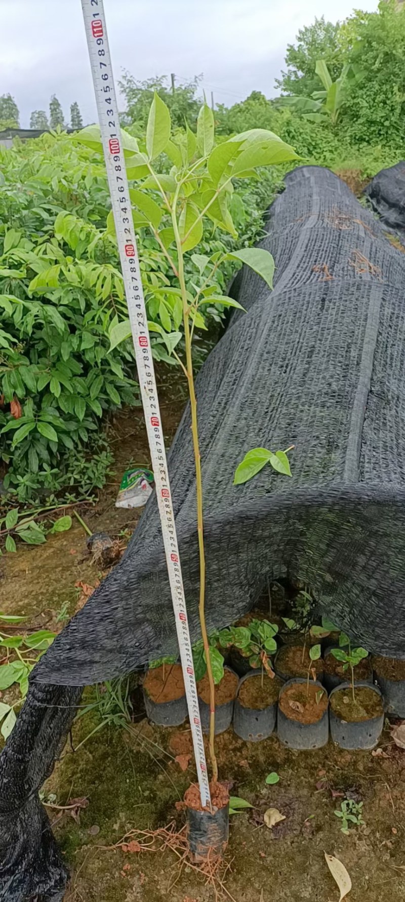 有大量靓货70至150公分高度的秋枫苗出售