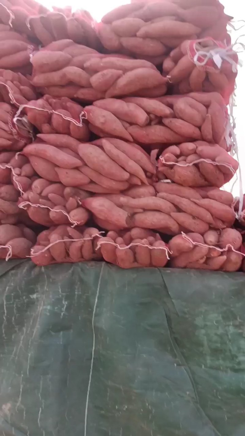二两以上西瓜红统货，沙地种植，支持各种包装
