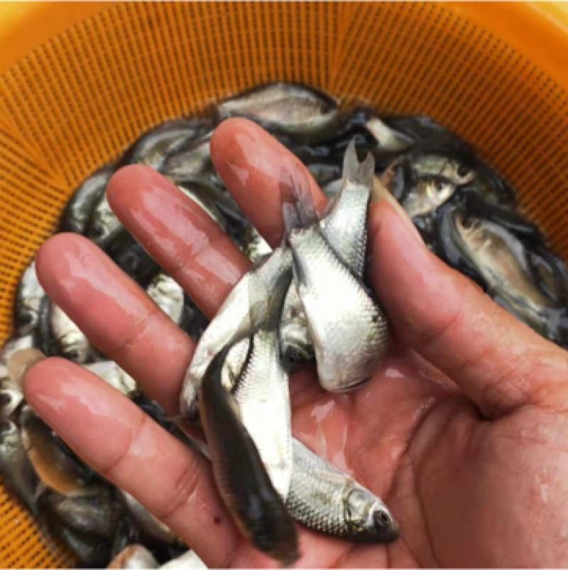 【鲫鱼苗】苗场直供，生长快，成活率高大量出货