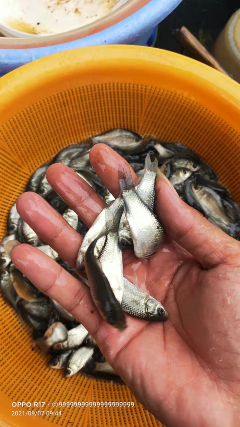 【鲫鱼苗】苗场直供，生长快，成活率高大量出货