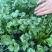 《香菜芫荽》大量供应产地批发货源充足代发全国