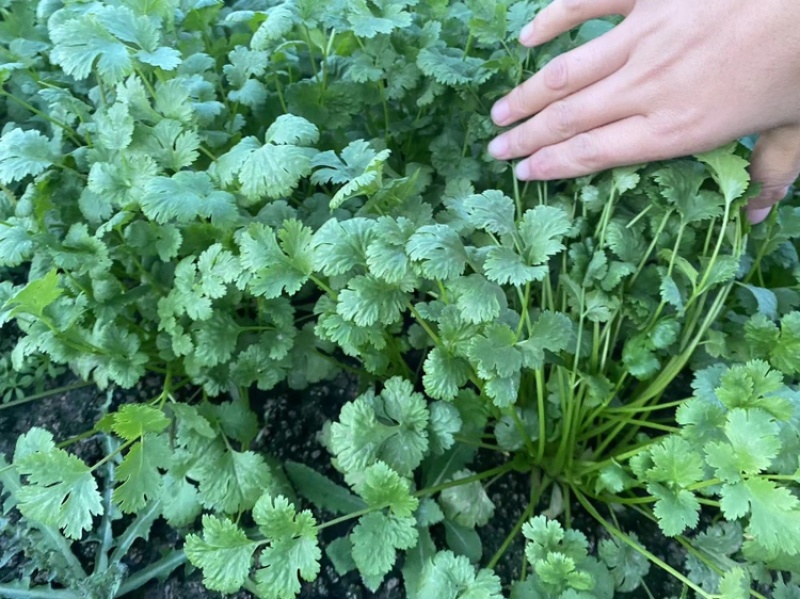 《香菜芫荽》大量供应产地批发货源充足代发全国