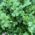 《香菜芫荽》大量供应产地批发货源充足代发全国