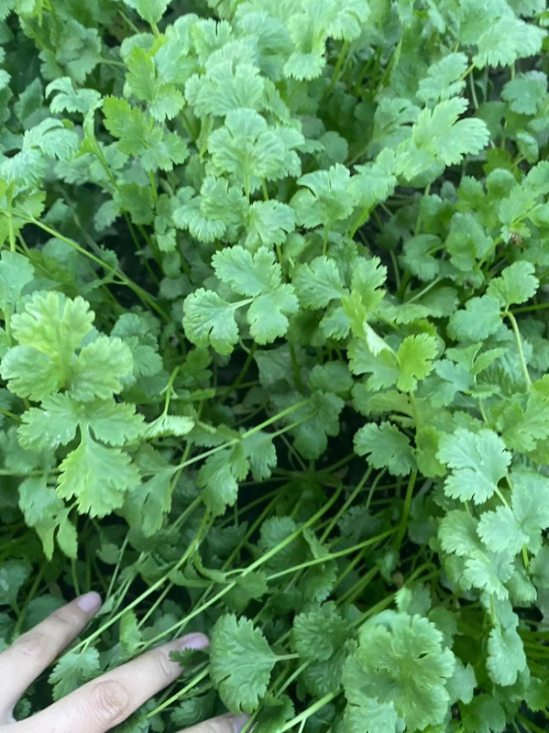 《香菜芫荽》大量供应产地批发货源充足代发全国