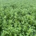 《香菜芫荽》大量供应产地批发货源充足代发全国