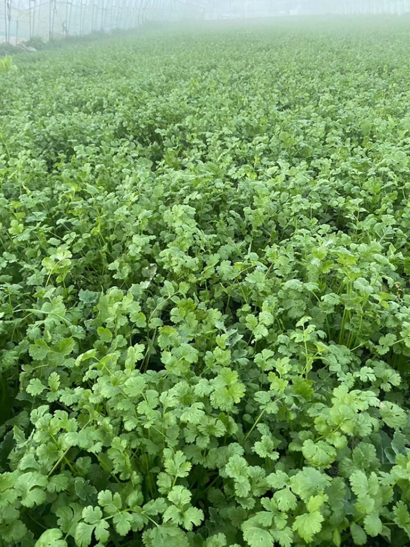 《香菜芫荽》大量供应产地批发货源充足代发全国