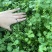 《香菜芫荽》大量供应产地批发货源充足代发全国
