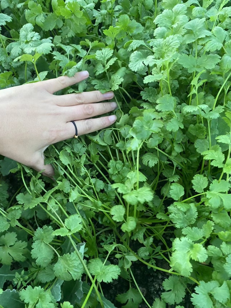 《香菜芫荽》大量供应产地批发货源充足代发全国