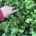 《香菜芫荽》大量供应产地批发货源充足代发全国