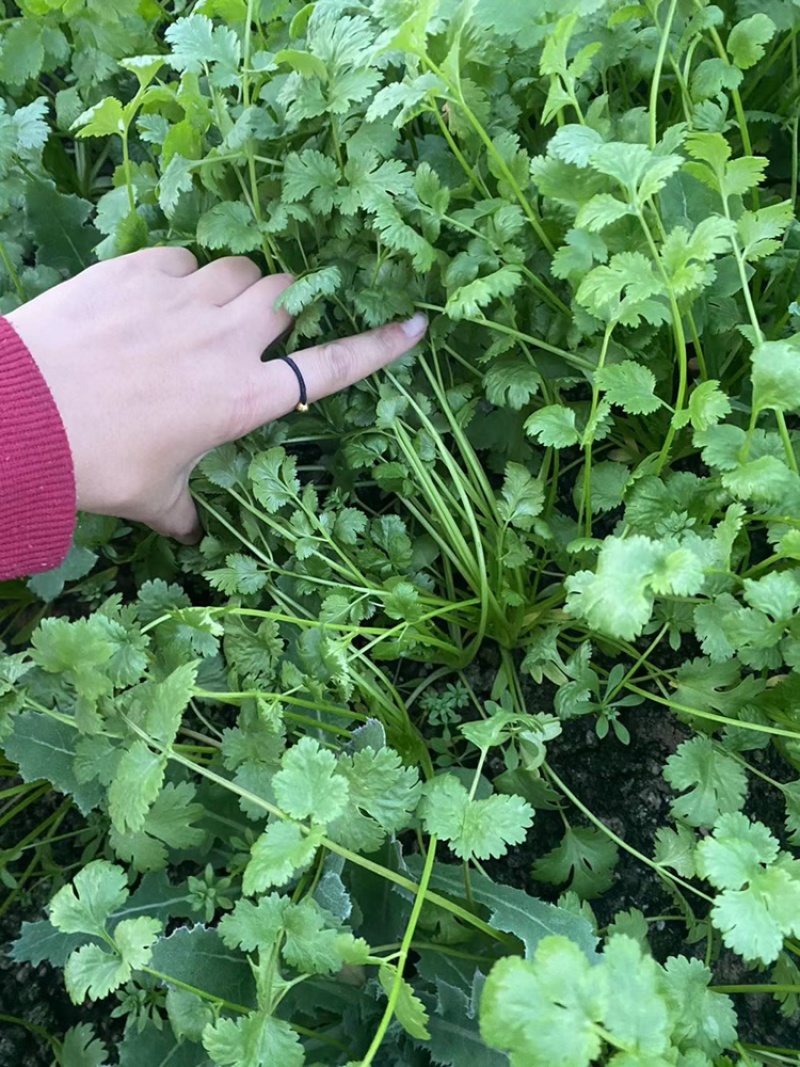 《香菜芫荽》大量供应产地批发货源充足代发全国