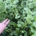 《香菜芫荽》大量供应产地批发货源充足代发全国