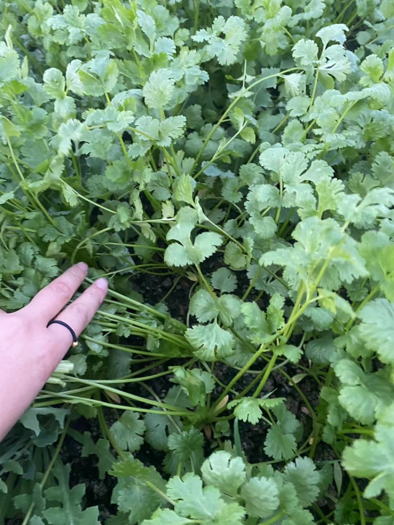 《香菜芫荽》大量供应产地批发货源充足代发全国