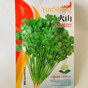 火山香菜种子澳洲进口精品香菜种子芫荽种子抗热又耐寒四季菜
