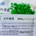 四季香菜种子出苗快香味浓芫荽种籽早熟品种四季蔬菜种子