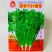 四季香菜种子出苗快香味浓芫荽种籽早熟品种四季蔬菜种子