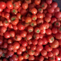 赤峰产地直供硬粉西红柿质量好品质高耐运输