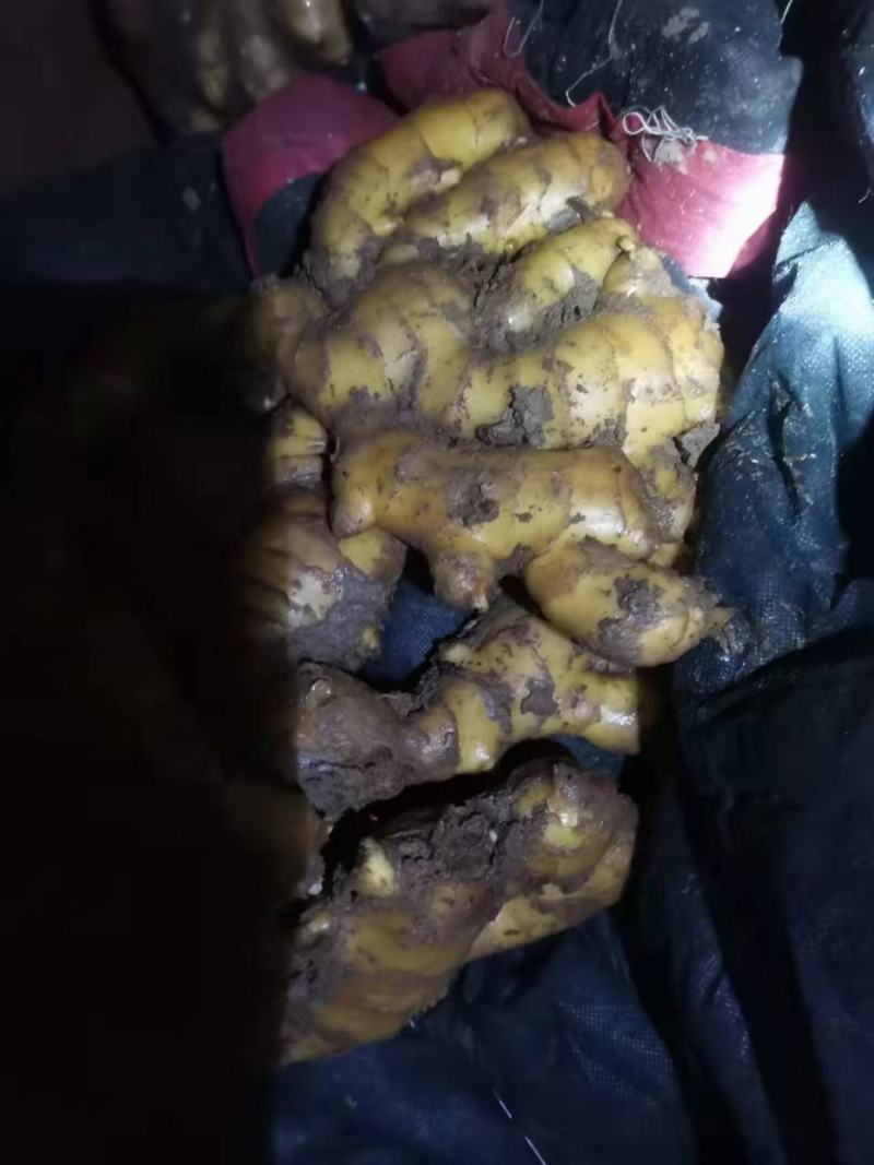 姜种，大姜苗，姜芽，山农一号，姜窖储存，一块五每斤