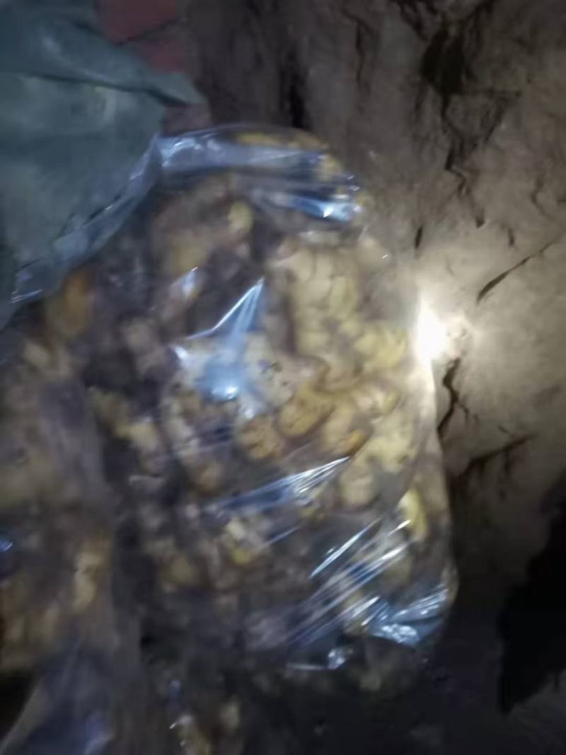 姜种，大姜苗，姜芽，山农一号，姜窖储存，一块五每斤