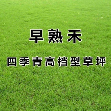 早熟禾种子