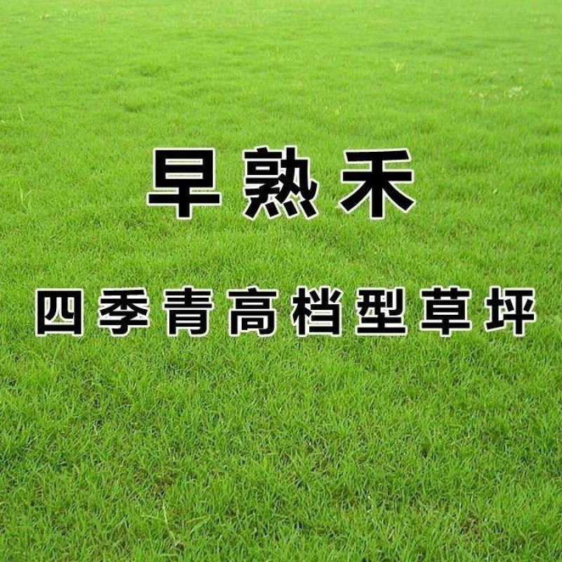 早熟禾种子