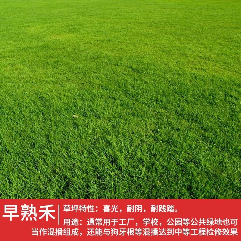 早熟禾种子