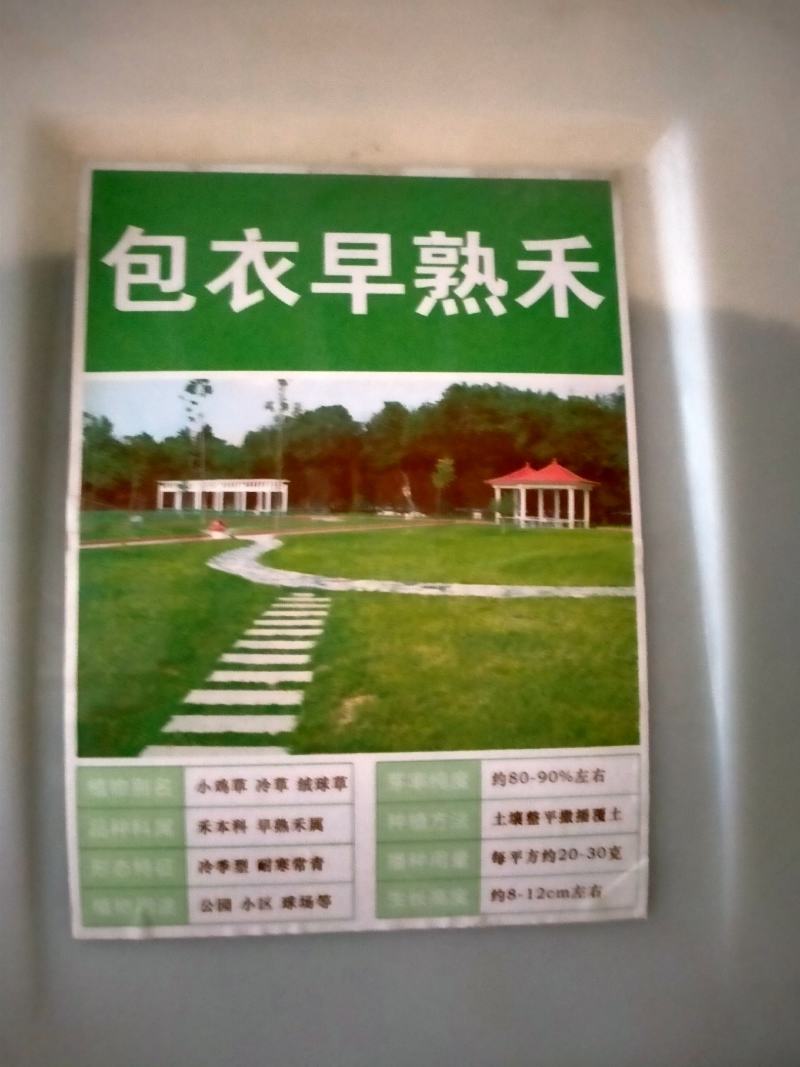 早熟禾种子