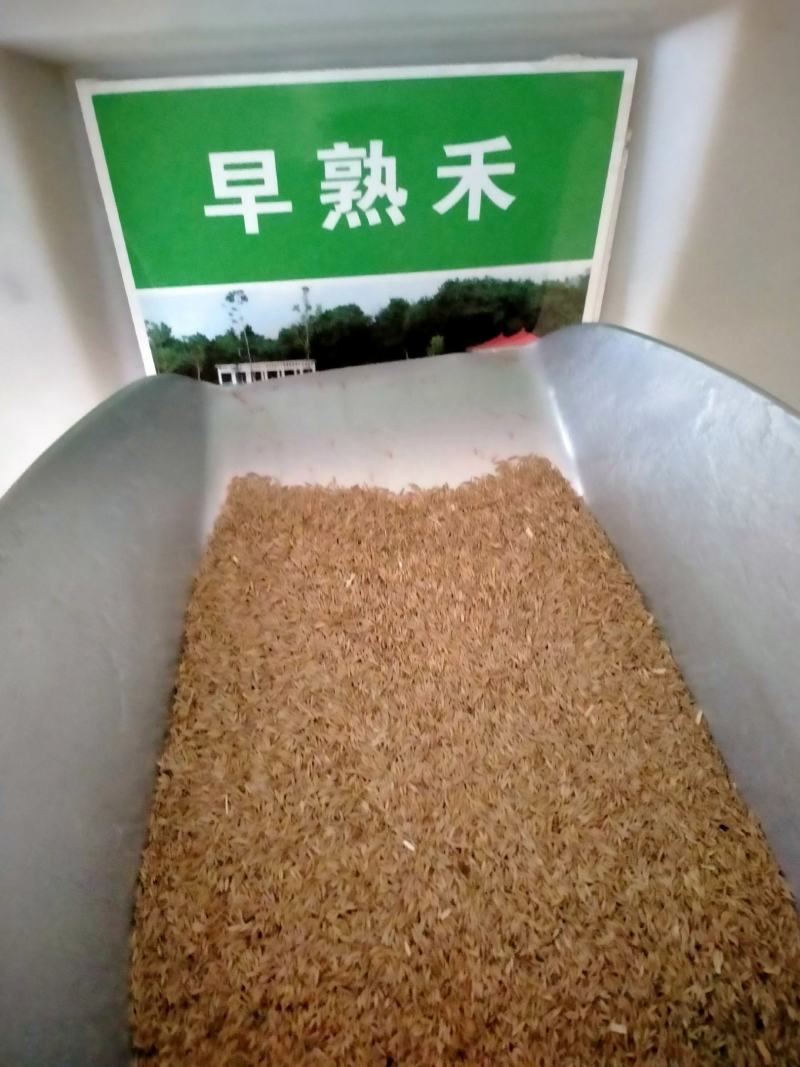 早熟禾种子