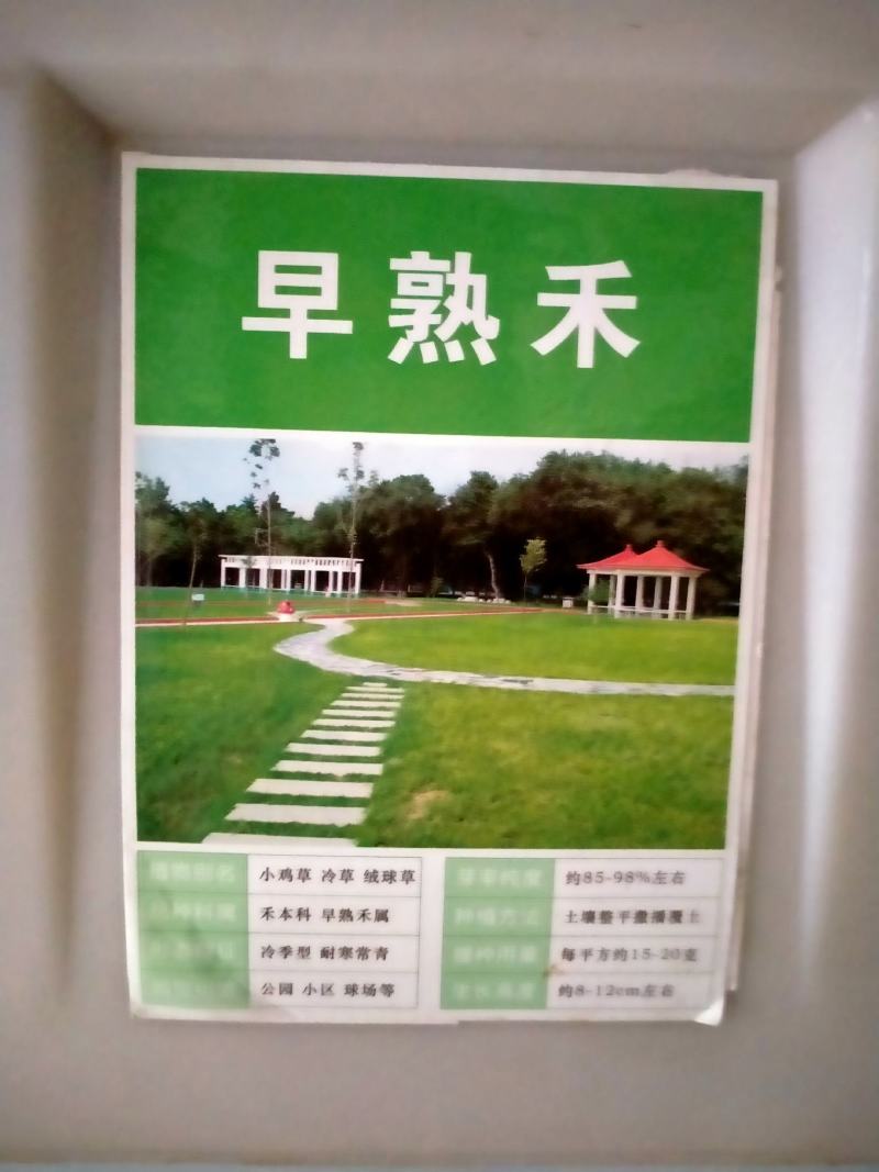 早熟禾种子