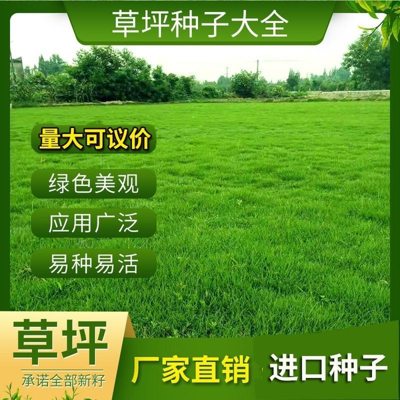 早熟禾种子