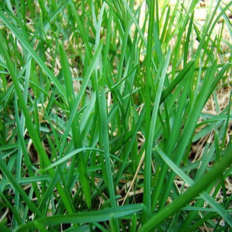 早熟禾种子易种易活青草籽庭院护坡草坪种子免修剪狗牙根耐寒