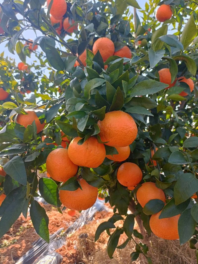 沃柑热销推荐！大量供货